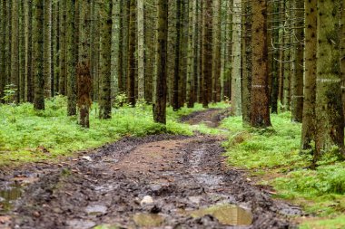 Boş yol yaz aylarında şehir dışında. çakıl yüzeyi