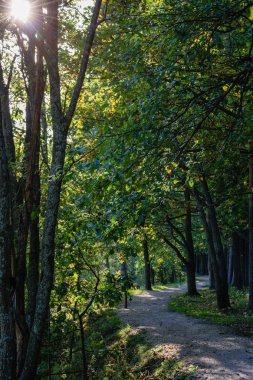 Boş yol yaz aylarında şehir dışında. çakıl yüzeyi
