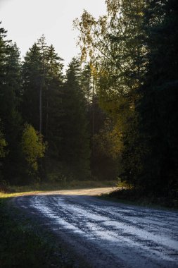 sonbahar kırsalında boş yolda. çakıl yüzeyi