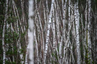 huş ağacı gövde doku