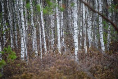 huş ağacı gövde doku