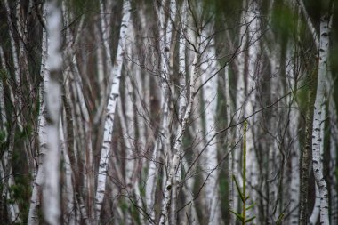 huş ağacı gövde doku