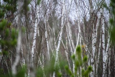 huş ağacı gövde doku