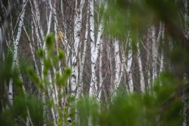 huş ağacı gövde doku