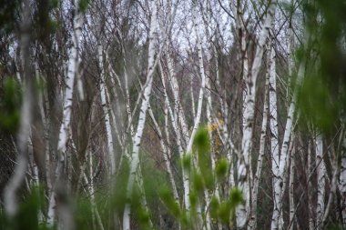 huş ağacı gövde doku