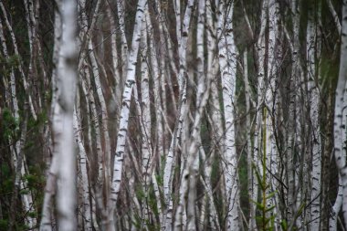 huş ağacı gövde doku