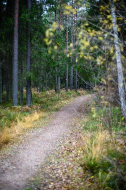 sonbaharda kırsalında boş orman yolu. çakıl yüzeyi