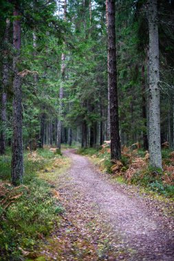 sonbaharda kırsalında boş orman yolu. çakıl yüzeyi