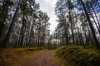 sonbaharda kırsalında boş orman yolu. çakıl yüzeyi