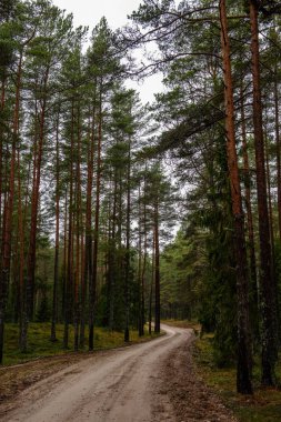 sonbaharda kırsalında boş orman yolu. çakıl yüzeyi