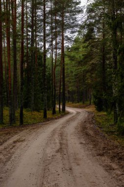 sonbaharda kırsalında boş orman yolu. çakıl yüzeyi