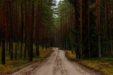 sonbaharda kırsalında boş orman yolu. çakıl yüzeyi