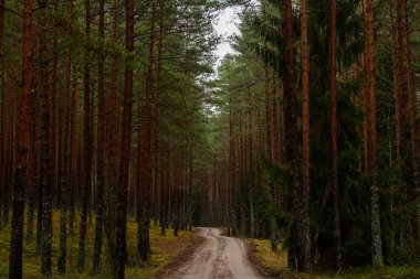 sonbaharda kırsalında boş orman yolu. çakıl yüzeyi