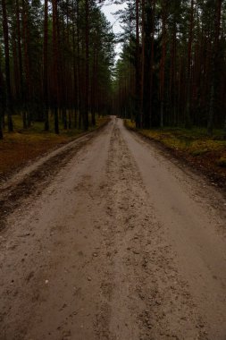 sonbaharda kırsalında boş orman yolu. çakıl yüzeyi
