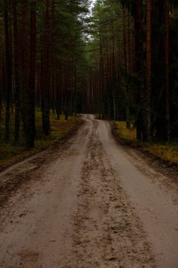 sonbaharda kırsalında boş orman yolu. çakıl yüzeyi