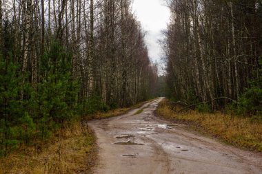 sonbaharda kırsalında boş orman yolu. çakıl yüzeyi