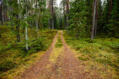 sonbaharda kırsalında boş orman yolu. çakıl yüzeyi
