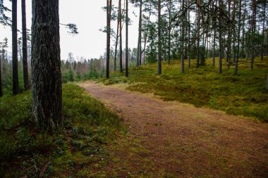 sonbaharda kırsalında boş orman yolu. çakıl yüzeyi