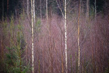 huş ağacı gövde doku