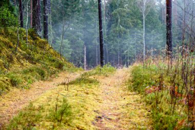 sonbaharda kırsalında boş orman yolu. çakıl yüzeyi