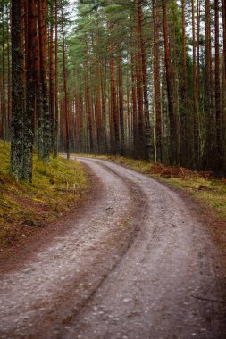 sonbaharda kırsalında boş orman yolu. çakıl yüzeyi