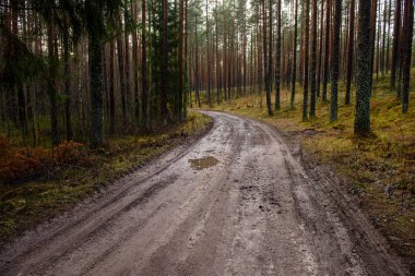 sonbaharda kırsalında boş orman yolu. çakıl yüzeyi