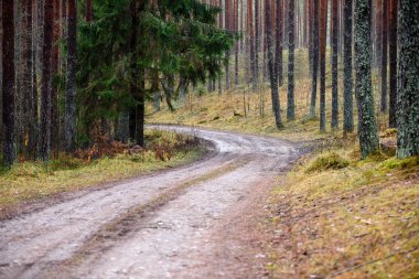 sonbaharda kırsalında boş orman yolu. çakıl yüzeyi