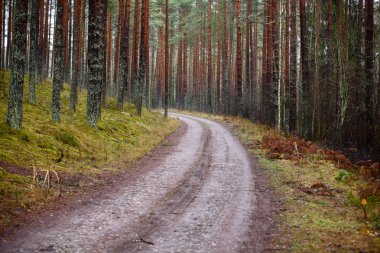 sonbaharda kırsalında boş orman yolu. çakıl yüzeyi