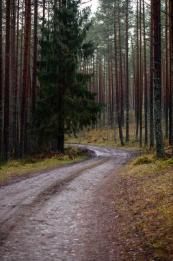 sonbaharda kırsalında boş orman yolu. çakıl yüzeyi