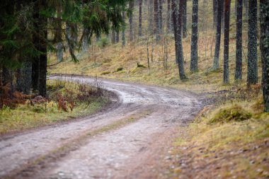 sonbaharda kırsalında boş orman yolu. çakıl yüzeyi