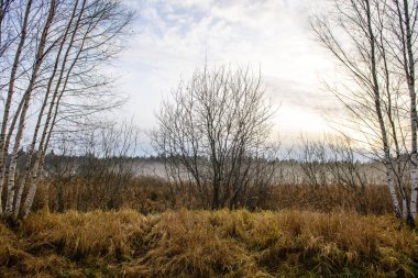 huş ağacı gövde doku