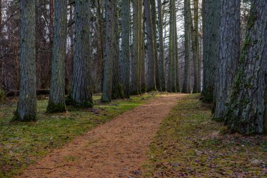 sonbahar kırsalında boş yolda. çakıl yüzeyi