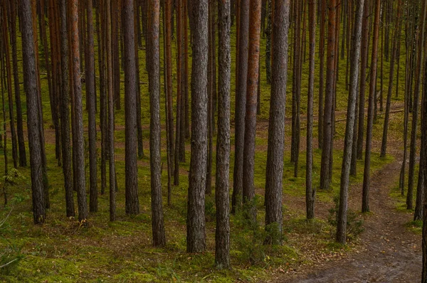 Clear morning in the woods. spruce and pine tree forest with tru — Stock Photo, Image