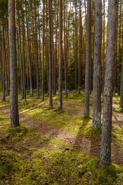 Matin clair dans les bois. forêt d'épinettes et de pins avec tru — Photo