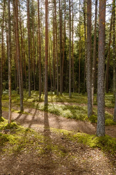 Matin clair dans les bois. forêt d'épinettes et de pins avec tru — Photo