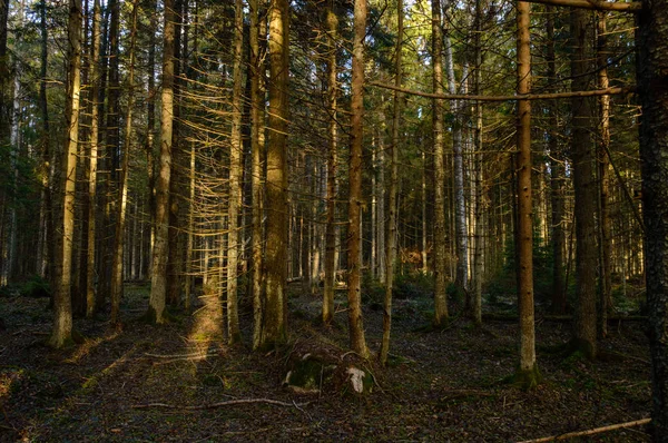 Wyczyścić rano w lesie. świerk i sosna drzewo las z tru — Zdjęcie stockowe