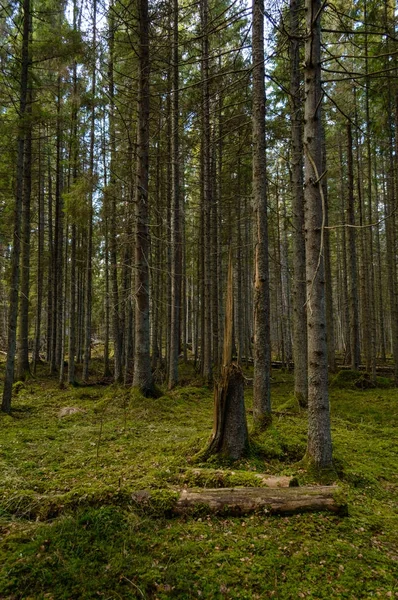 Mattinata limpida nel bosco. abete rosso e pino foresta con tru — Foto Stock