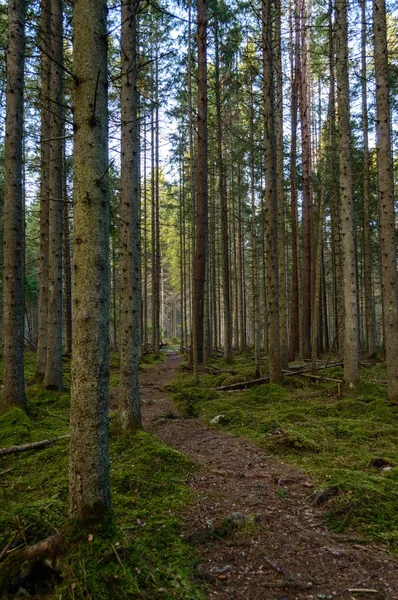 Mattinata limpida nel bosco. abete rosso e pino foresta con tru — Foto Stock