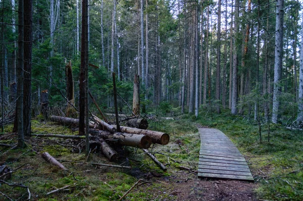 Schakel ochtend in het bos. Spar en dennen boom bos met tru — Stockfoto