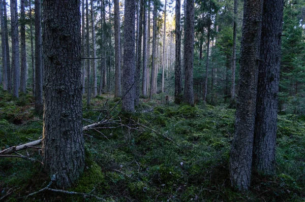 Mañana despejada en el bosque. abeto y bosque de pinos con tru —  Fotos de Stock