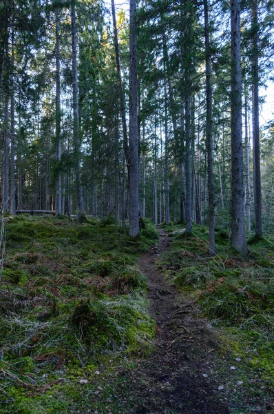 Jasné ráno v lese. smrk a borovice lesní strom s tru — Stock fotografie