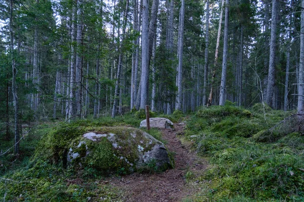 Klarer Morgen im Wald. Fichten- und Kiefernwald mit Stämmen — Stockfoto