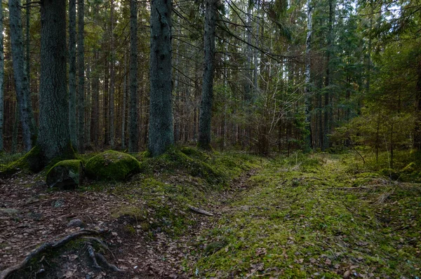 Wyczyścić rano w lesie. świerk i sosna drzewo las z tru — Zdjęcie stockowe