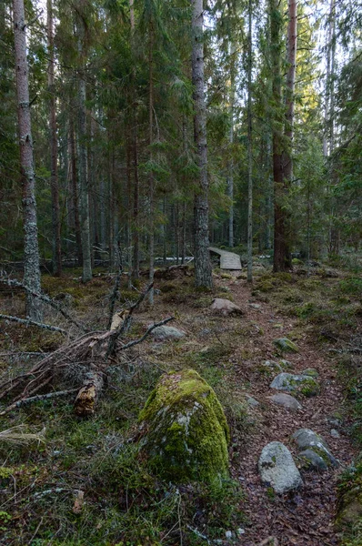 Schakel ochtend in het bos. Spar en dennen boom bos met tru — Stockfoto