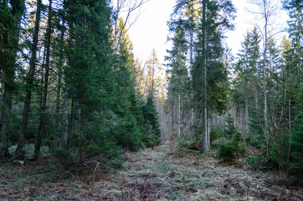 sabah ormanda temizleyin. Ladin ve çam ağacı orman tru ile