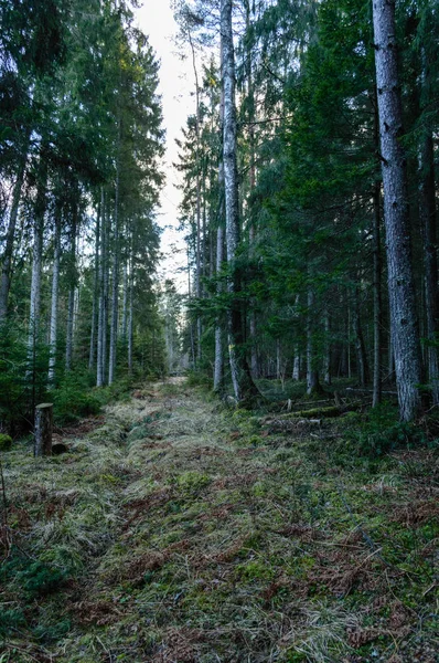 Klarer Morgen im Wald. Fichten- und Kiefernwald mit Stämmen — Stockfoto