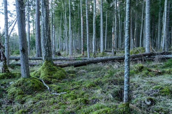 Ясное утро в лесу. ель и сосновый лес с травой — стоковое фото