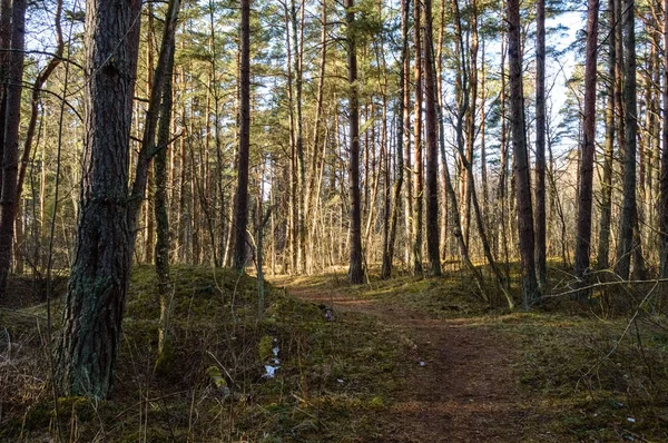 Mañana despejada en el bosque. abeto y bosque de pinos con tru —  Fotos de Stock