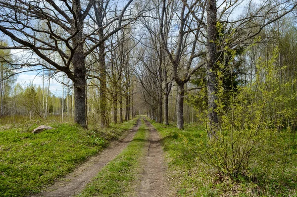 Route vide dans la campagne en été. surface de gravier — Photo