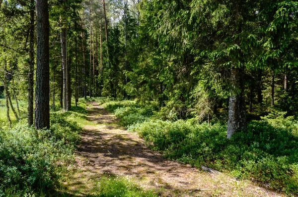 Boş yol yaz aylarında şehir dışında. çakıl yüzeyi